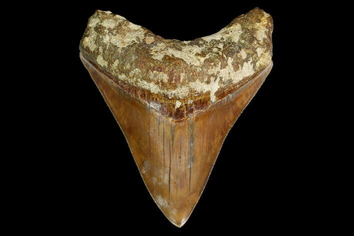 Serrated, Fossil Megalodon Tooth - Indonesia #149831